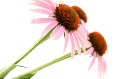 1 65493 original jpg jpeg