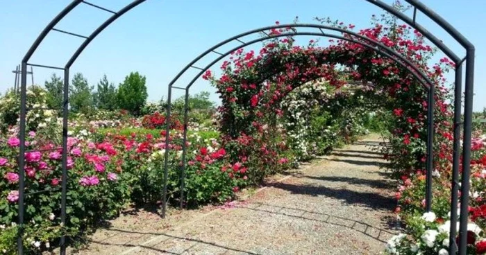 rozariu arad