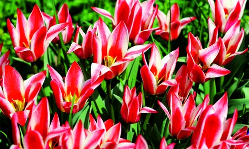 1 74000 original jpg jpeg