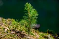 un brăduț în pămânii unui pacient  sursa Shutterstock jpg