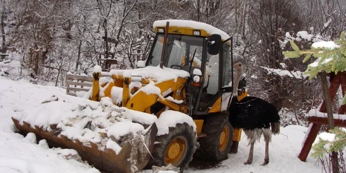Escavator lasat in custodie (foto arhiva)