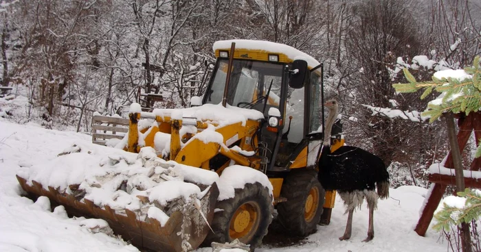 Escavator lasat in custodie (foto arhiva)