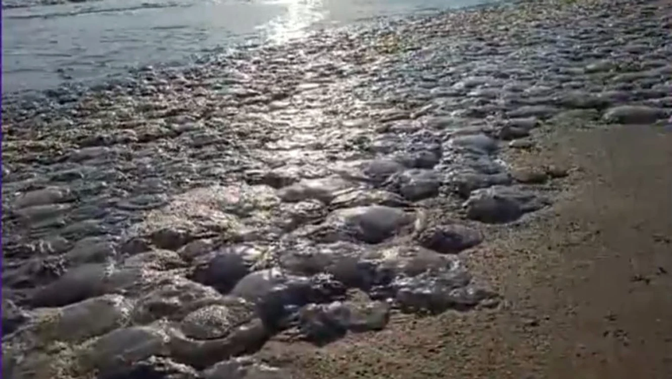 Mii de meduze moarte sunt aduse la mal pe zeci de kilometri de țărm.