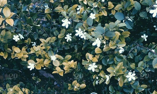 1 82025 original jpg jpeg