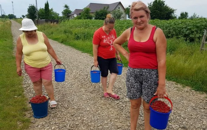 Sorin Baciu a invitat tot satul la cules de fructe de pădure