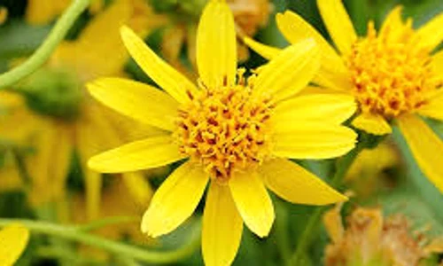 arnica jpeg