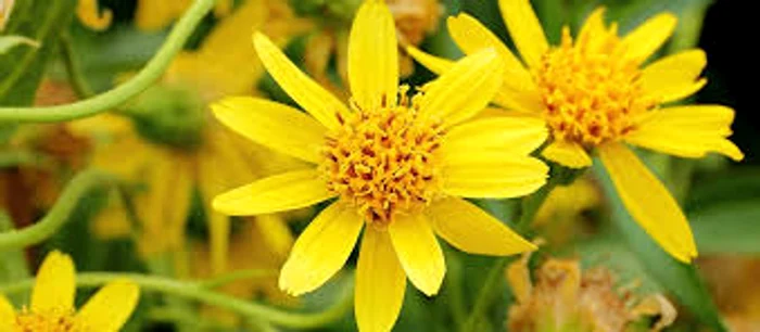 
    Arnica tratează o varietate de boli grave  