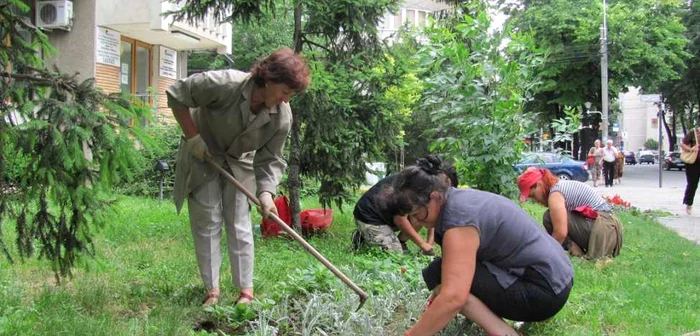 Angajatele Seroplant se ocupă de florile din zona Piaţa Independenţei