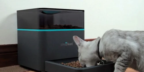 pintofeed