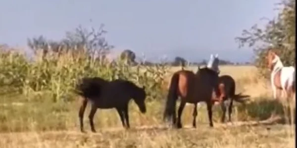 cai targu jiu