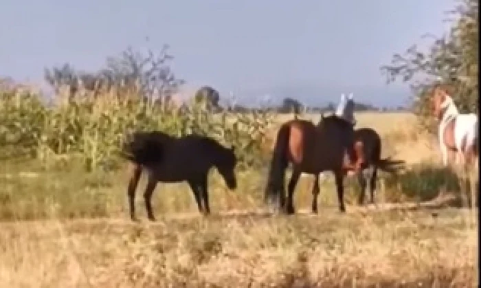 Nouă cai au fost lăsaţi liberi într-un cartier al municipiului Târgu Jiu