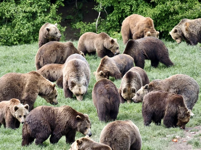 România va face numărotarea urşilor pe baza probelor ADN FOTO Milioane de Prieteni