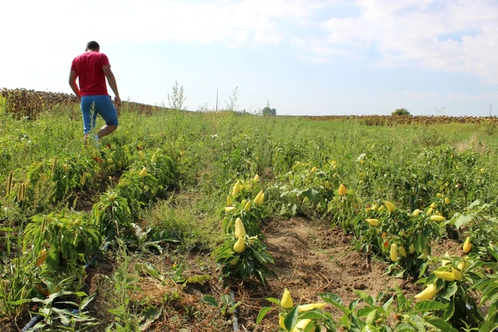 agricultura