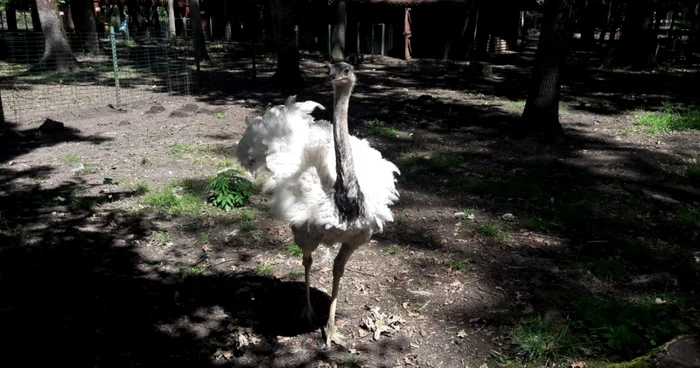 Grădina Zoologică din Timişoara FOTO Ş.Both