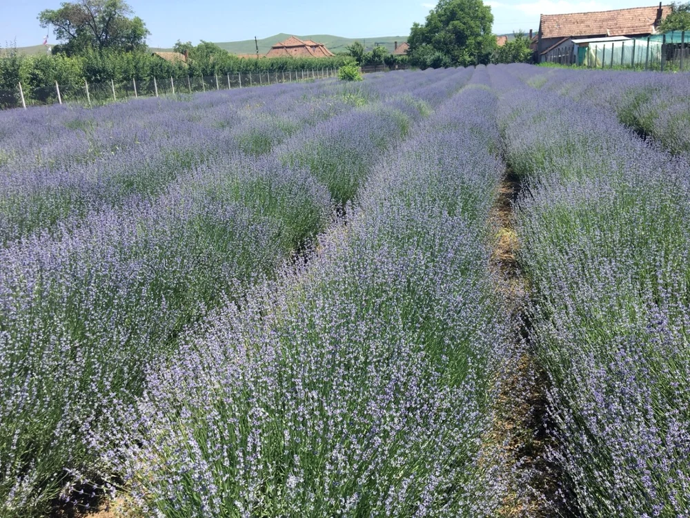 Câmp cultivat cu lavandă. Foto: Asociaţia Producătorilor de Lavandă Alba