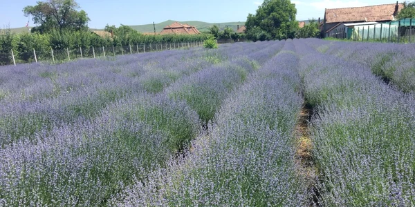 camp de lavanda