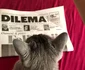 Musette