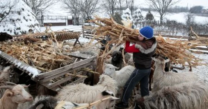 Gabriela Safcea se gândeşte să se facă medic veterinar şi să rămână în comuna natală.