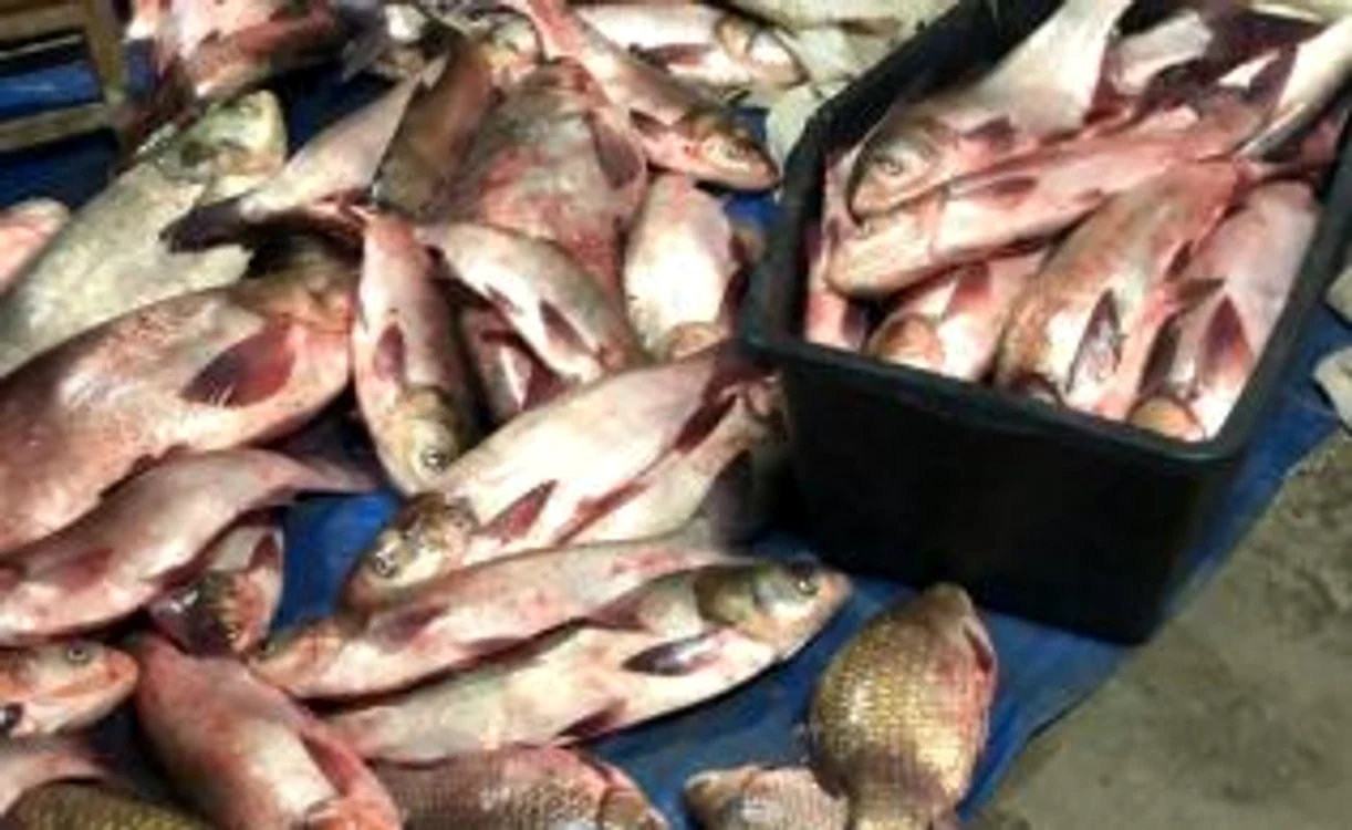 O jumătate de tone de peşte, confiscară de la bracon ieri FOTO IPJ Ialomiţa