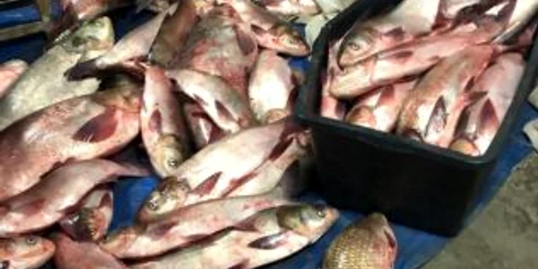 slobozia peste