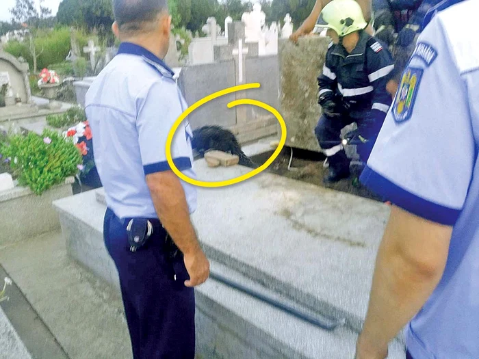 Căţelul a fugit imediat ce a fost eliberat