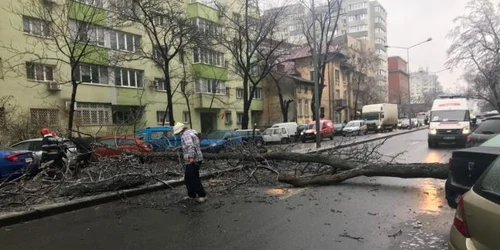 Copaci cazuti in Bucuresti FOTO ISU