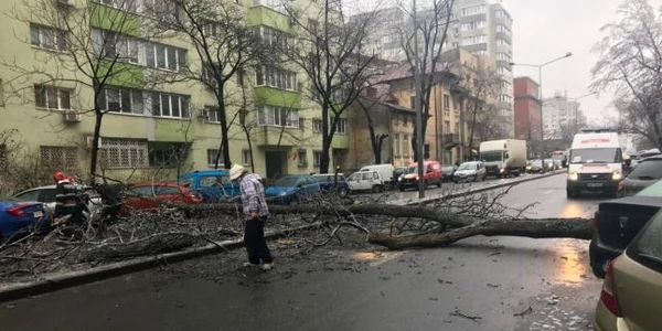 Copaci cazuti in Bucuresti FOTO ISU 