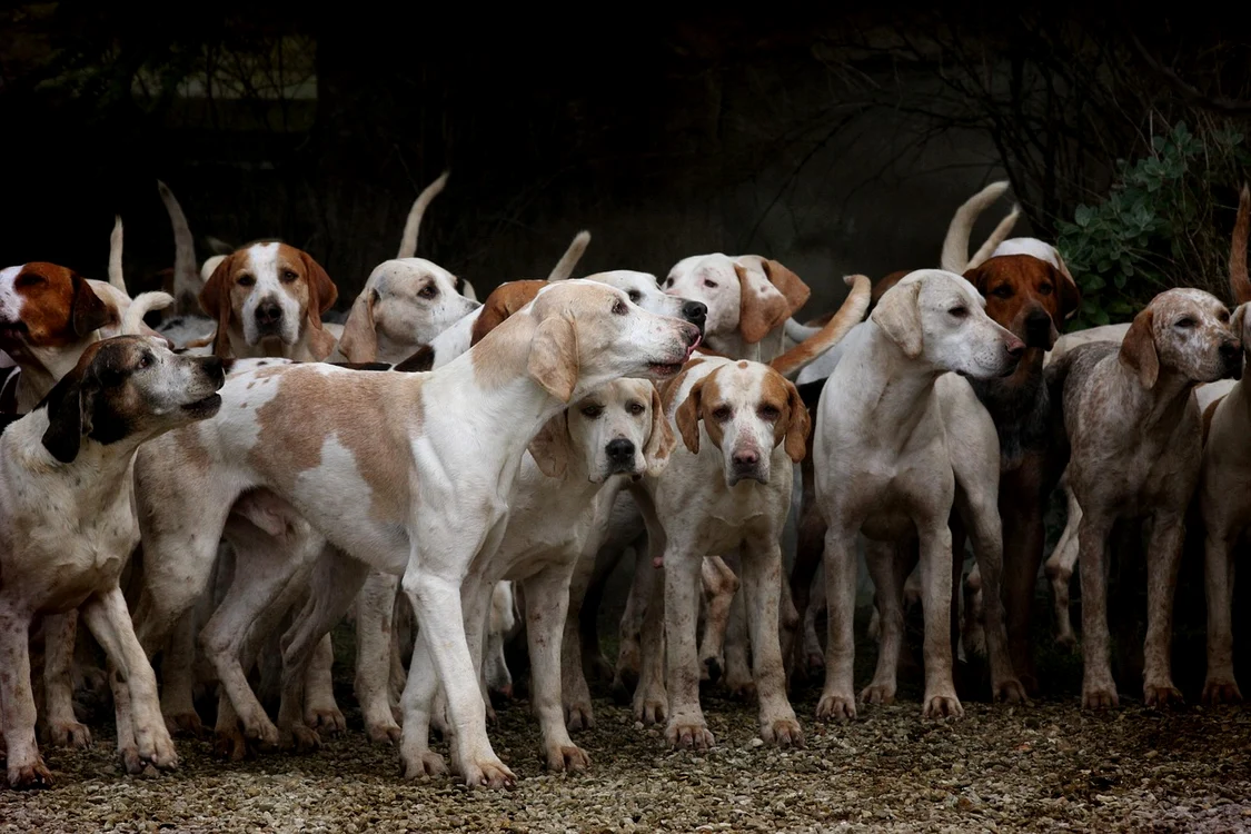 Cele mai inteligente rase de câini / Foto: Pixabay