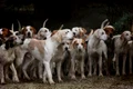 dogs 2691871 1280 jpg