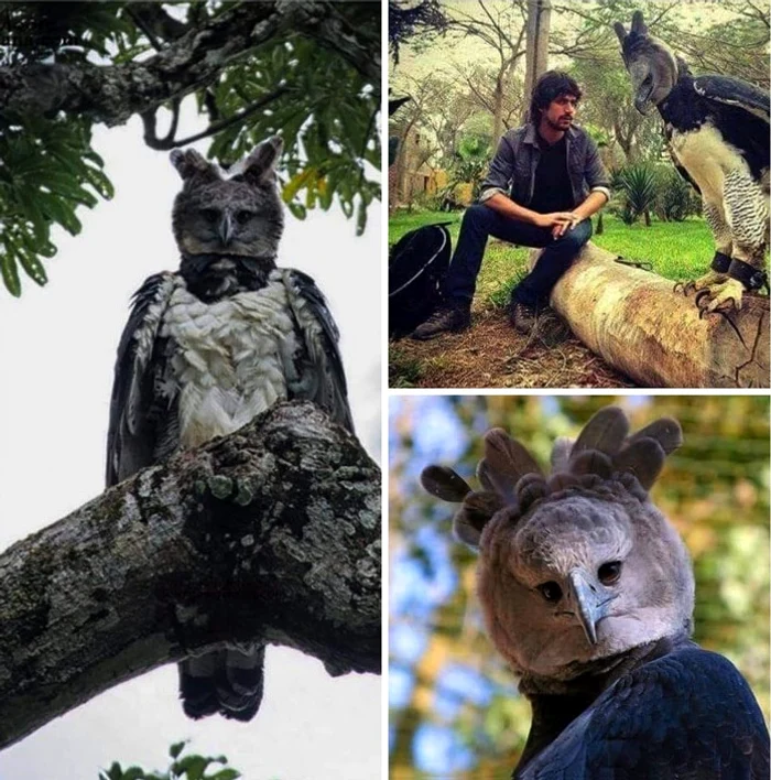 large bird harpy eagle 23 jpg jpeg