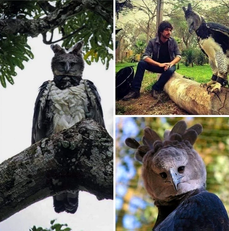 large bird harpy eagle 23 jpg jpeg