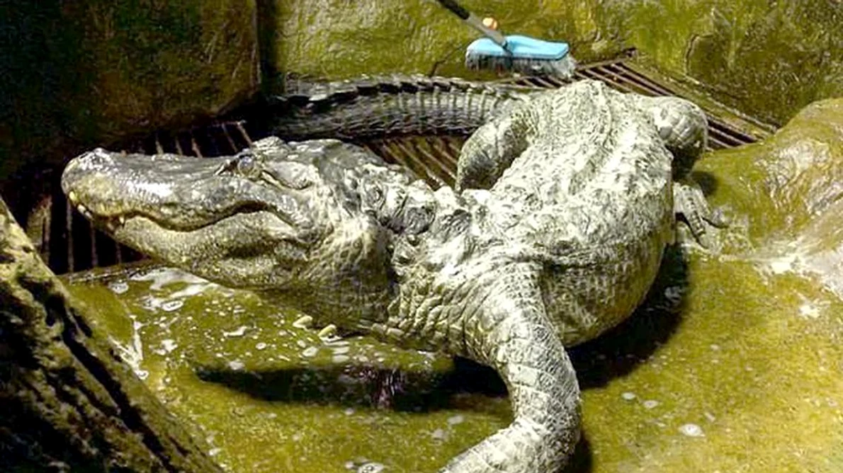 „Aligatorul lui Hitler” a murit la Grădina Zoologică din Moscova / VIDEO jpeg