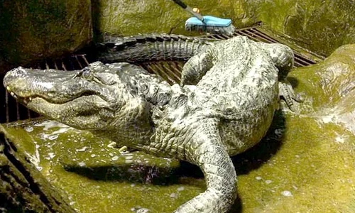 „Aligatorul lui Hitler” a murit la Grădina Zoologică din Moscova / VIDEO  jpeg