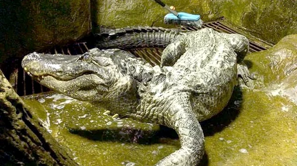 „Aligatorul lui Hitler” a murit la Grădina Zoologică din Moscova / VIDEO jpeg
