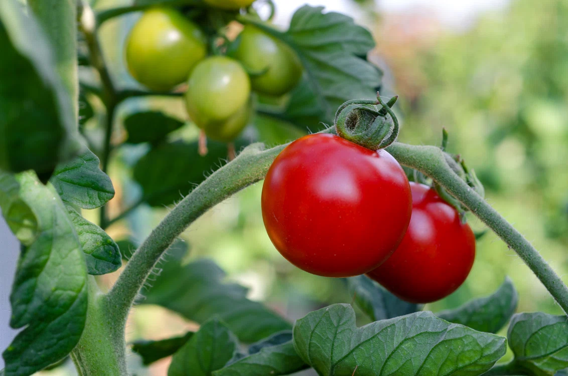 Roșiile extratimpurii din Olt se vând la 40-42 de lei pe kg. Foto cu caracter ilustrativ Pixabay