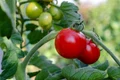 kathas fotos tomatoes 7434956 jpg