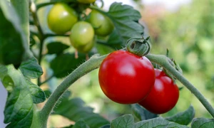 kathas fotos tomatoes 7434956 jpg