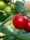 kathas fotos tomatoes 7434956 jpg