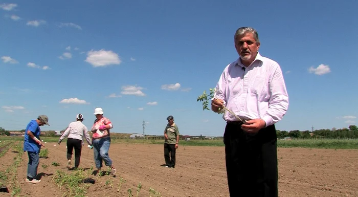 Cercetătorul Costel Vânătoru explică cum se plantează în mod corect răsadurile pe câmp FOTO Adevărul