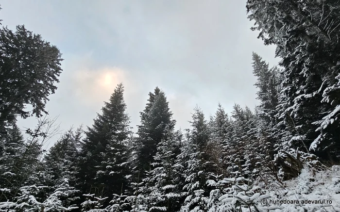 Pădure din Munții Retezat. Foto: Daniel Guță. ADEVĂRUL
