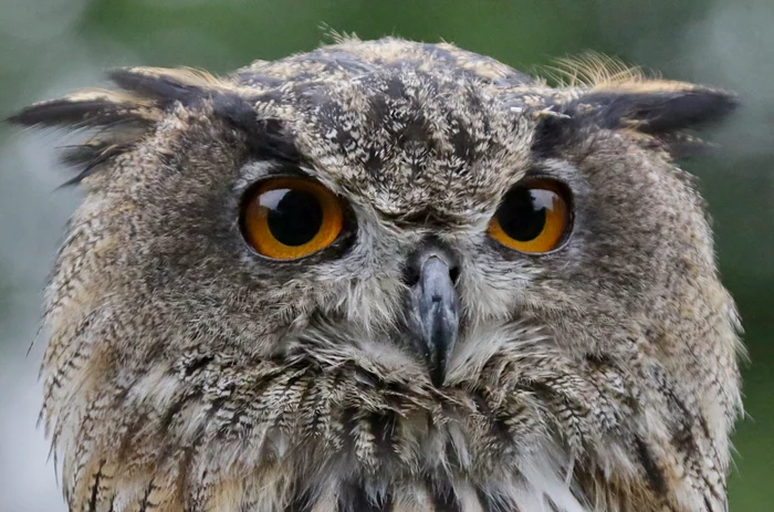 Bufnițele nu au globi oculari / foto: Pexels