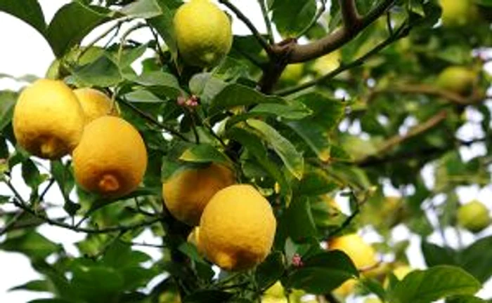 Lămâi