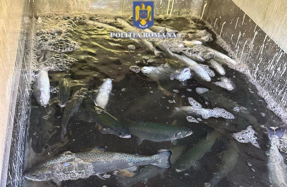 Razii ale Poliției pe lacul de acumulare de la Bicaz. Au fost găsite mai multe construcții lacustre ilegale