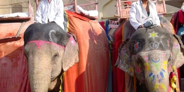 O idee ar fi aceea de a te plimba pe un elefant