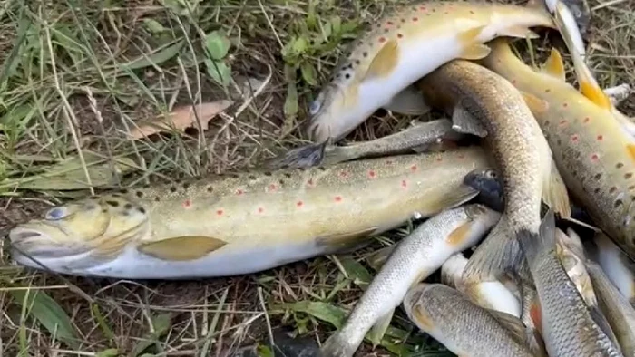 Pești găsiți morți Foto: Facebook Directfocus.ro 