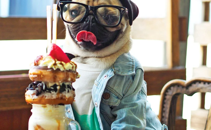 Căţelul din rasa Mops este înnebunit după dulciuri