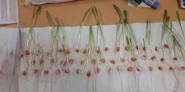 calarasi plante