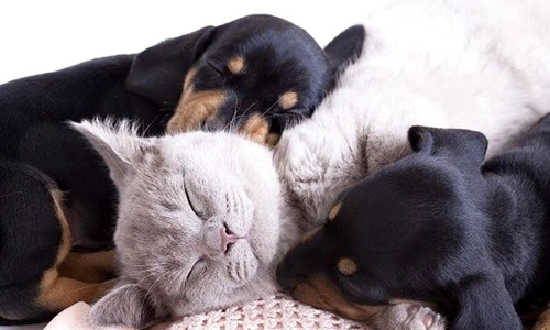 1 68309 original jpg jpeg