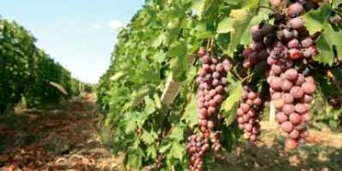 Constanţa: Recoltă bună la viţa de vie