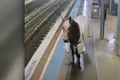 cal metrou captura video jpg